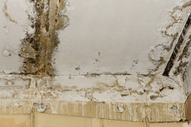 Best Basement Mold Removal  in Butner, NC