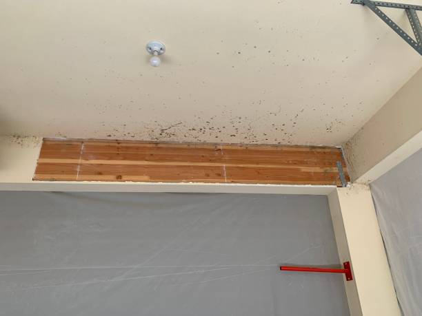 Best Attic Mold Removal  in Butner, NC