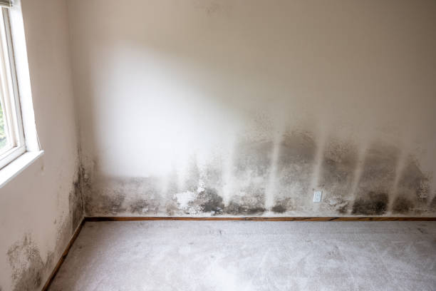 Best Mold Removal for HVAC Installations  in Butner, NC