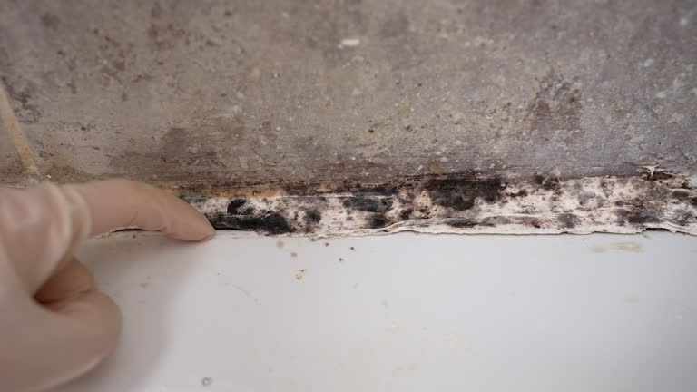 Best Black Mold Removal  in Butner, NC